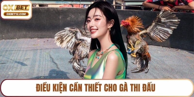 Đá gà trực tiếp C1